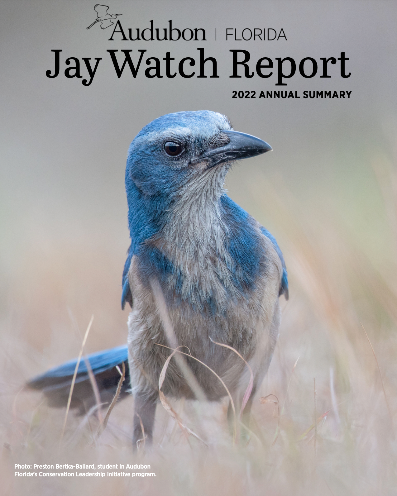 Jay Watch Report Cover, featuring a jay standing in grass